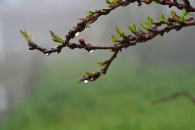 Close-up of plant against blurred background