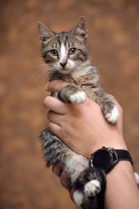 Close-up of cropped hand holding kitten