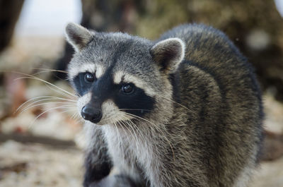 Close-up portrait of raccoon on field