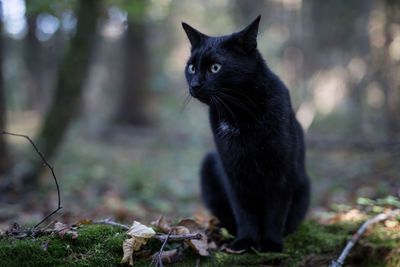 Black cat looking away