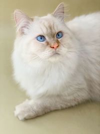 Our blue eyed rag doll 