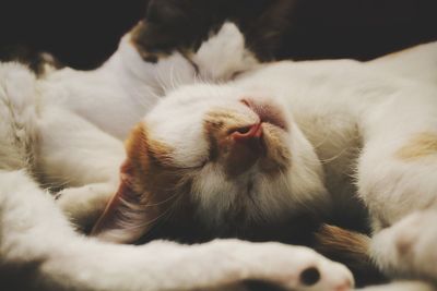 Close-up of cat sleeping