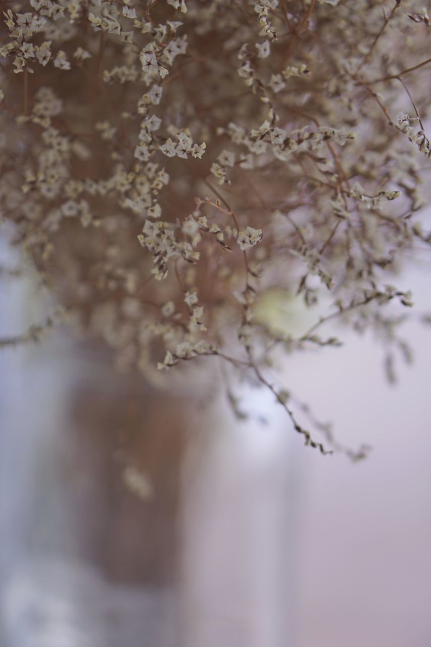 CLOSE-UP OF CHERRY BLOSSOM