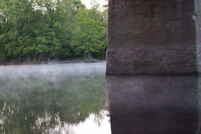 Reflection of trees in water