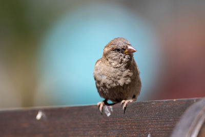 Close-up of bird perching on wood