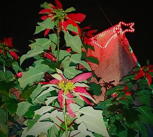 Low angle view of leaves