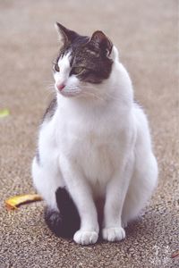 Close-up of cat sitting outdoors