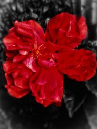 Close-up of red flowers