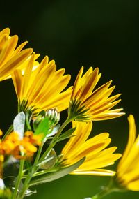 Close-up of sunflower against yellow background