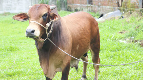 Cow standing in a field