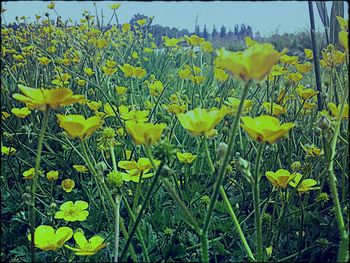 Close-up of yellow flowers blooming in field