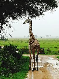 Giraffe standing on tree against sky