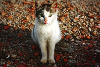 Portrait of cat sitting outdoors