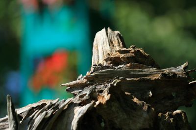 Close-up of log on tree trunk