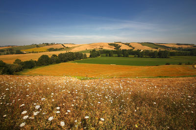 Scenic view of field against sky