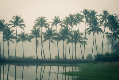 Palm trees by lake against sky