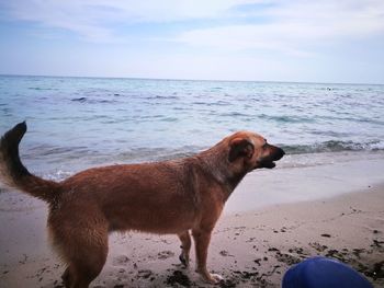 View of dog on beach