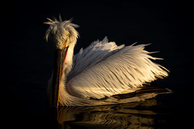 Close-up of pelican