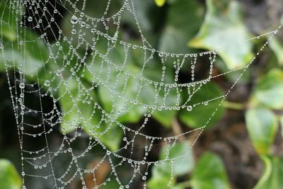 Close-up of spider web