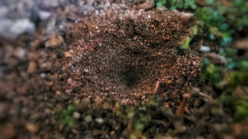 High angle view of plant growing on field