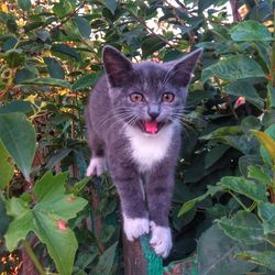 Portrait of cat on plant