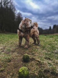 Dog looking away on field