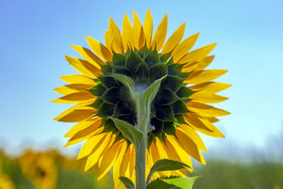 Close-up of sunflower against sky