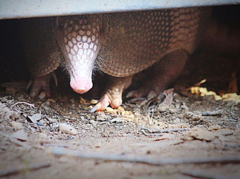 Close-up of armadillo under shed