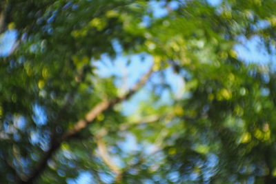 Low angle view of tree against sky