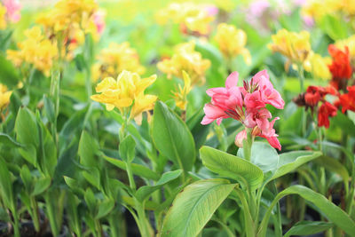Close-up of pink flowering plants