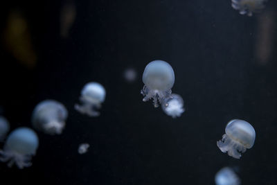 Close-up of jellyfish swimming in sea