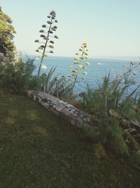 Scenic view of sea against clear sky