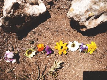 High angle view of flowers