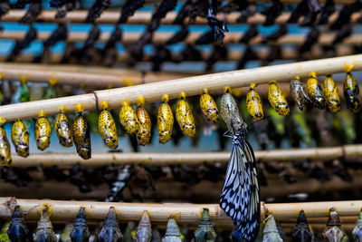 Close-up of pupa hanging in row