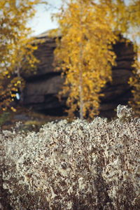 Close-up of lichen on rock