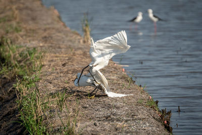 Seagull flying over a lake