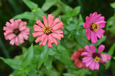 Close-up of pink flowers