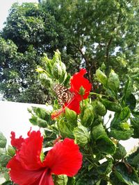 Close-up of red flowering plant