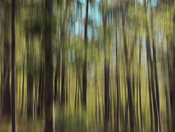 Full frame shot of trees growing on field