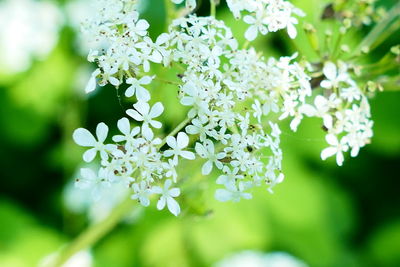 Close-up of white flower