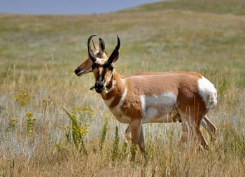 Deer standing on field