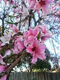 Close-up of pink flowers