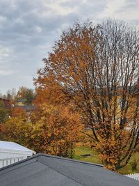 Trees by road against sky during autumn