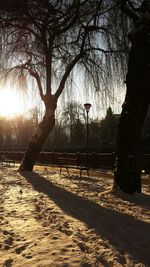 Trees against sky during sunset