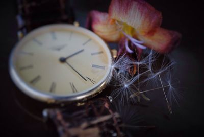 Close-up of wristwatch by dandelion seeds and flower on table