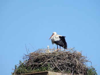 white stork