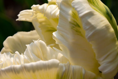 Close-up of white flowering plant
