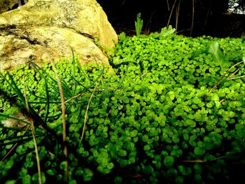 Plants growing in water