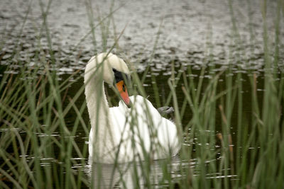 Swan floating on a lake