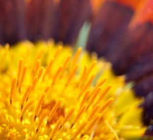 Close-up of flowers against blurred background